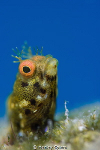 Golden Roughhead Blenny by Henley Spiers 